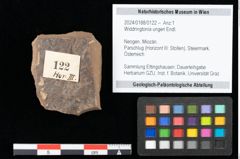 Foto (Objekt + Etikett) von Widdringtonia ungeri Endl. (NHMW-GEO-2024-0188-0122)